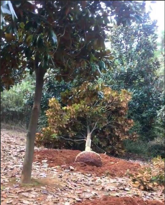 广玉兰