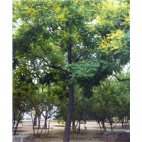 江苏栾树价格 