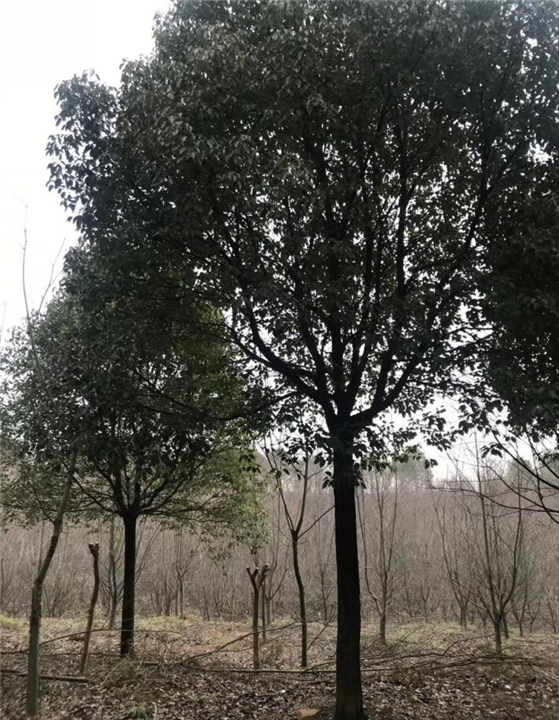香樟