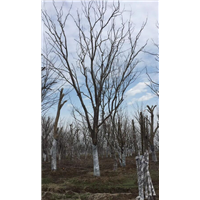 狼榆树