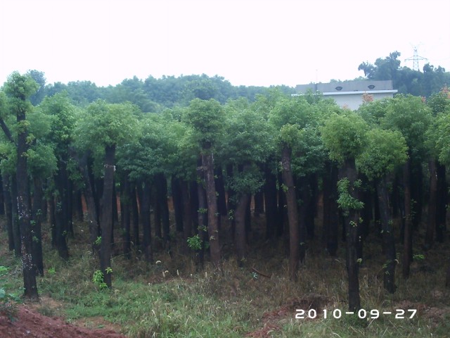 江苏香樟