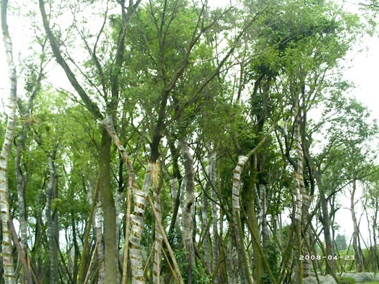 榉树基地 | 江苏榉树 