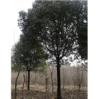 香樟