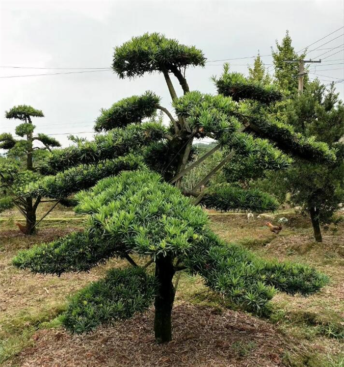 造型罗汉松