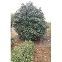 椤木石楠 