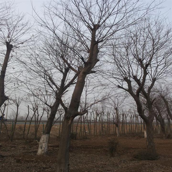 江苏榉树||榉树基地
