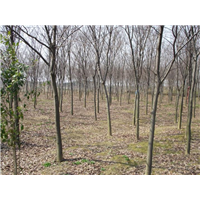 江苏榉树||榉树基地 