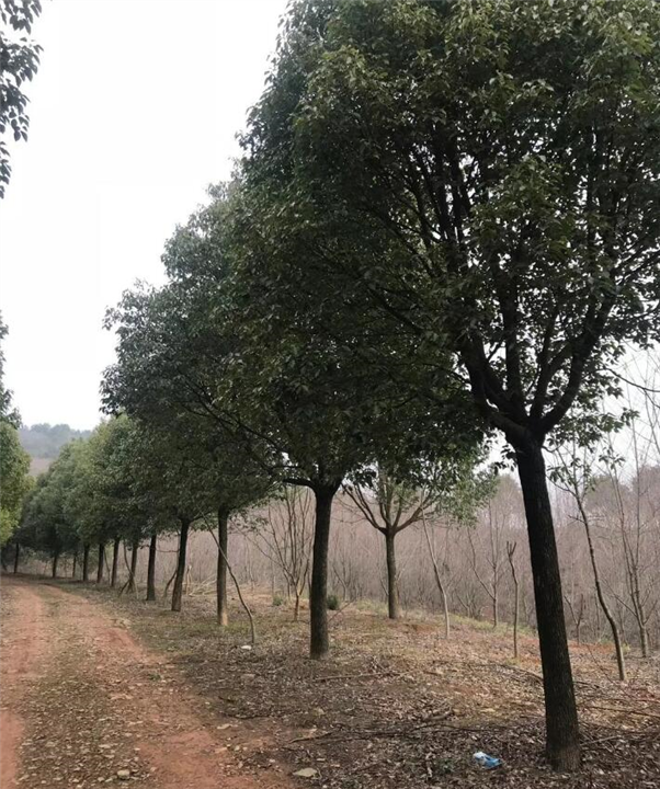 香樟