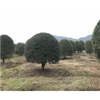 桂花