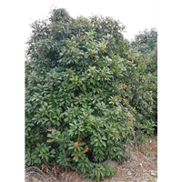 椤木石楠 
