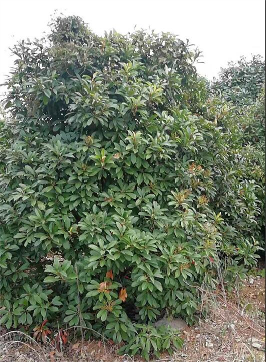 椤木石楠 