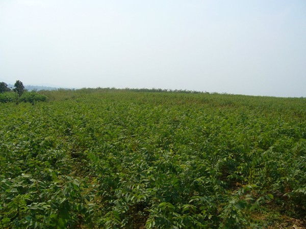 江苏榉树