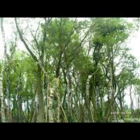 榉树基地 | 江苏榉树 