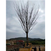 红榉树