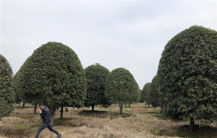 桂花