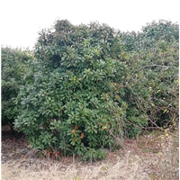 椤木石楠 