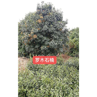 椤木石楠 