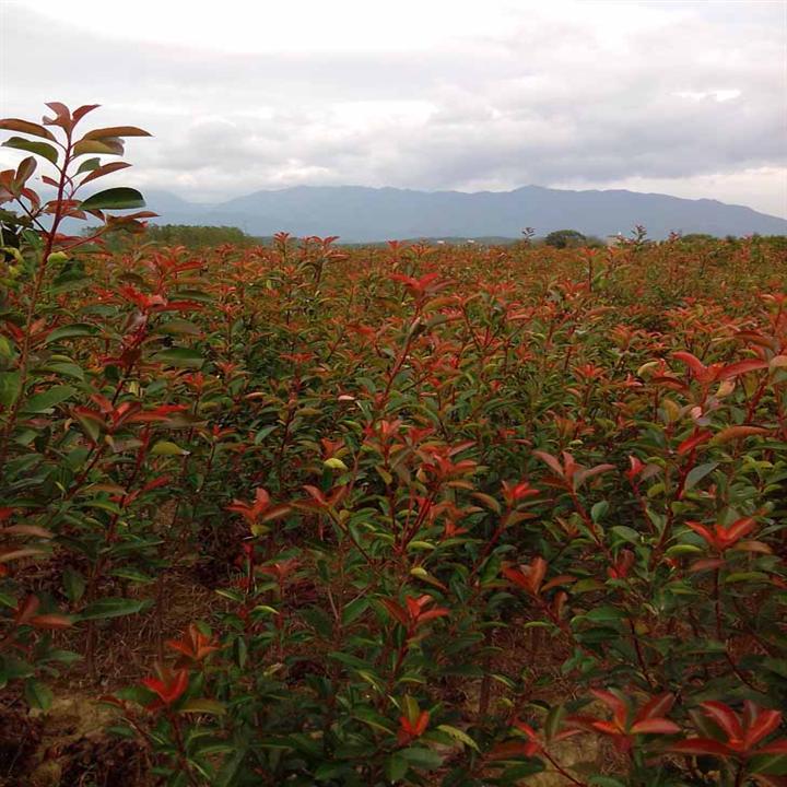 江苏红叶石楠小苗||红叶石楠小苗基地