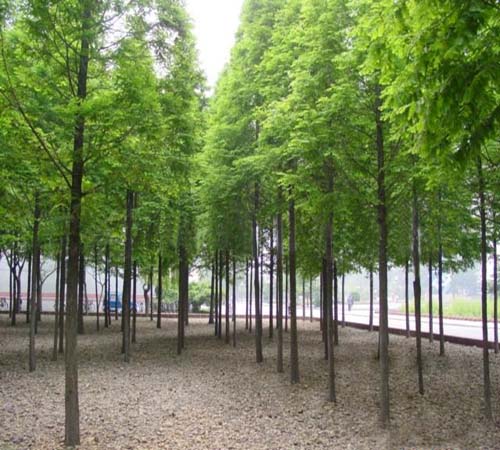 池杉 || 江苏池杉