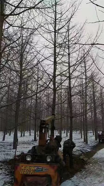 银杏