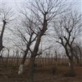 江苏榉树||榉树基地