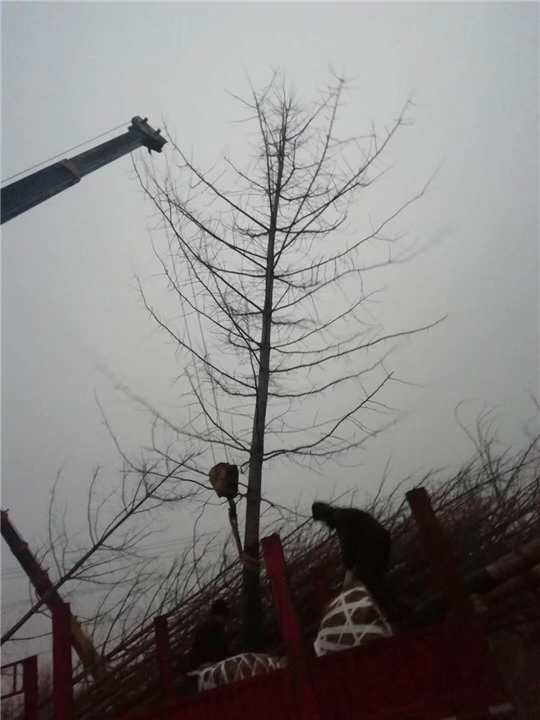 法桐