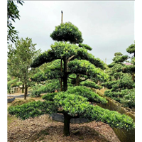 造型罗汉松