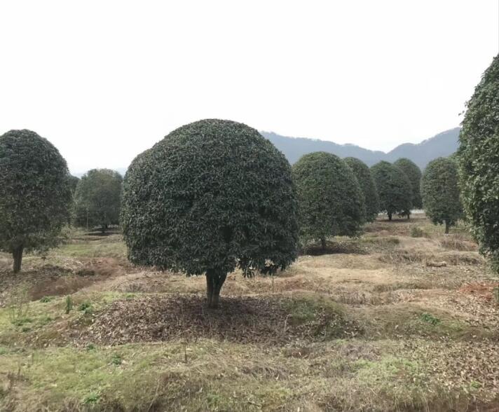 桂花