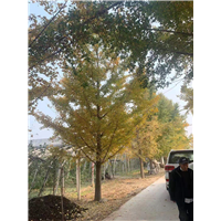 安徽银杏树销售市场