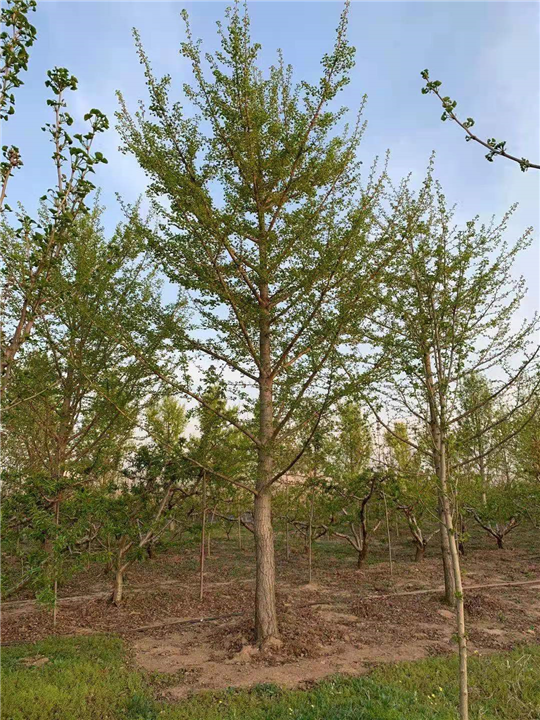 砀山银杏树