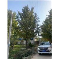 砀山银杏树