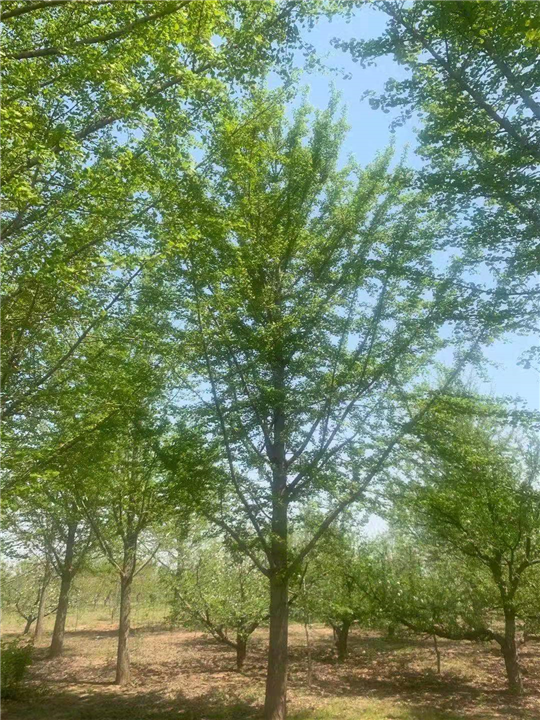 宿州银杏树出售