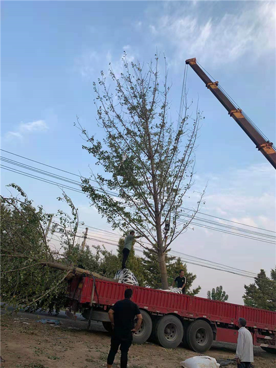 安徽银杏批发供应