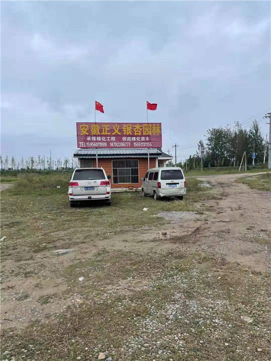 安徽银杏基地