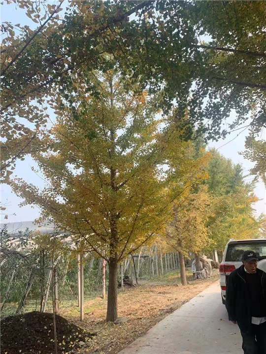 安徽银杏树销售市场