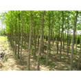砀山银杏种植技术 