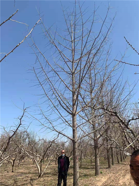 砀山银杏树销售价格