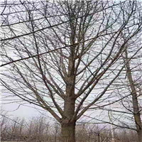 砀山银杏 