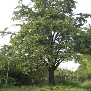 砀山大银杏树 