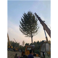 安徽银杏树基地