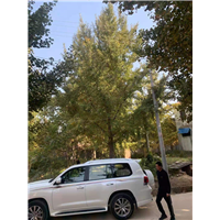 砀山银杏苗价格
