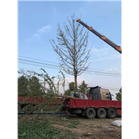 银杏树市场报价