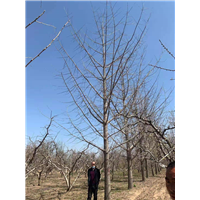 砀山银杏树销售价格