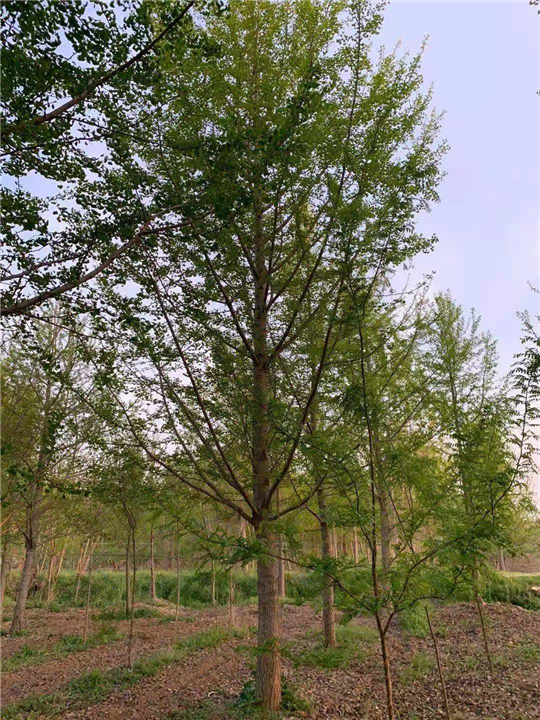 砀山银杏树厂家
