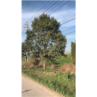 宿州银杏基地