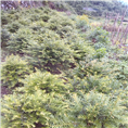红豆杉盆景1