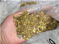 小叶鸡爪槭种子