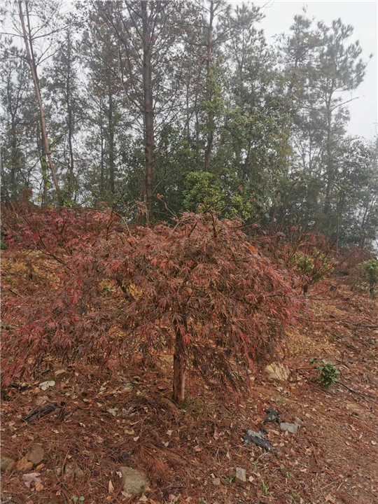 羽毛枫价格