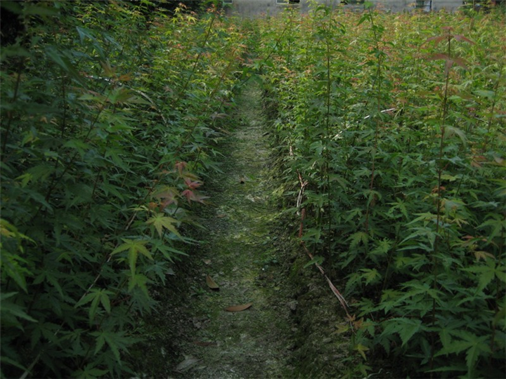 鸡爪槭一年苗