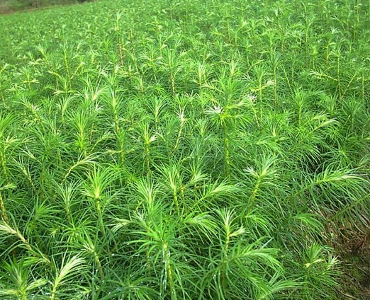 浙江优质红豆杉